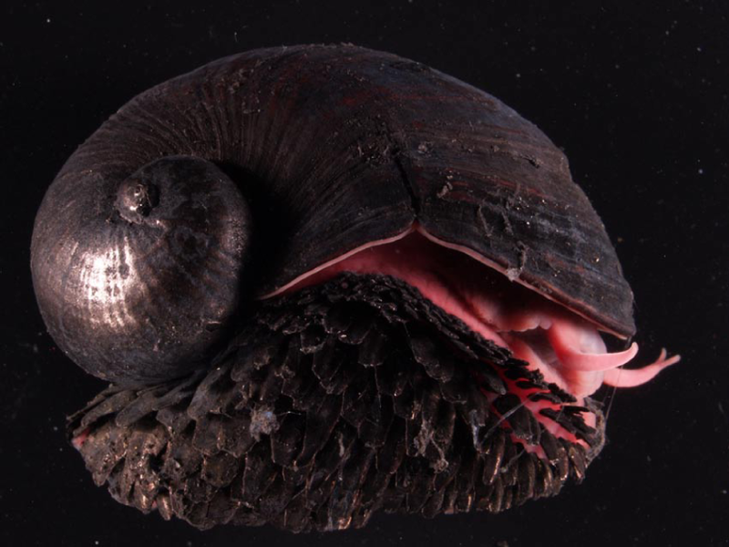 Premium Photo  Snail with red shell and white shell on dark