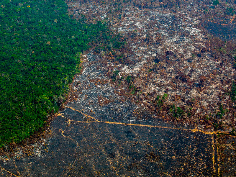 Illegal gold mining booms in Brazilian , harming environment