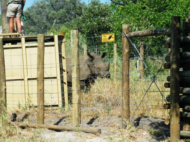 Rhino in enclosure
